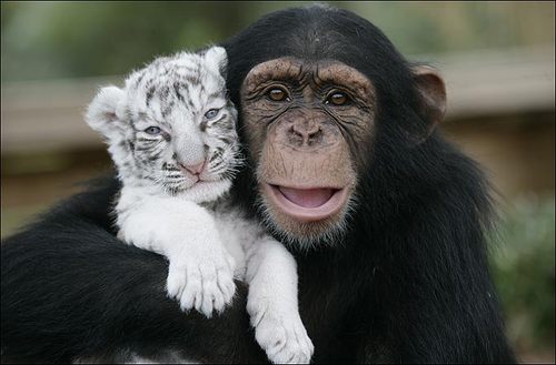 White Tigers get New Mom