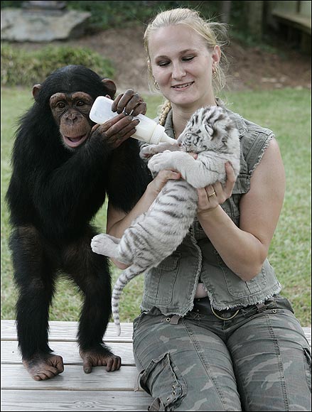 White Tigers get New Mom