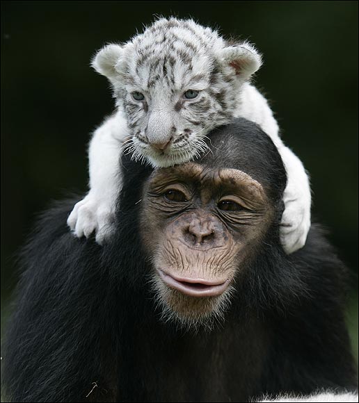 White Tigers get New Mom