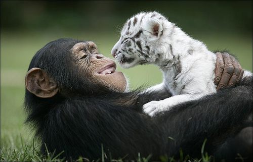 White Tigers get New Mom