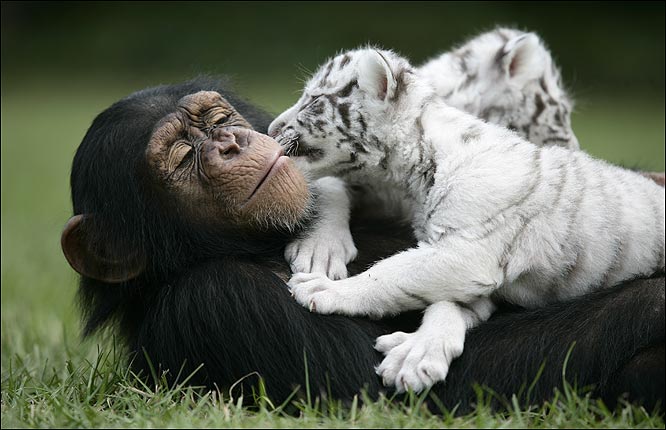 White Tigers get New Mom