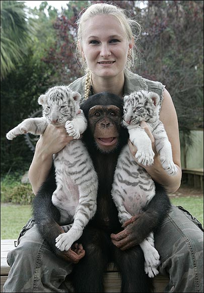 White Tigers get New Mom