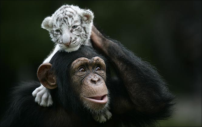 White Tigers get New Mom