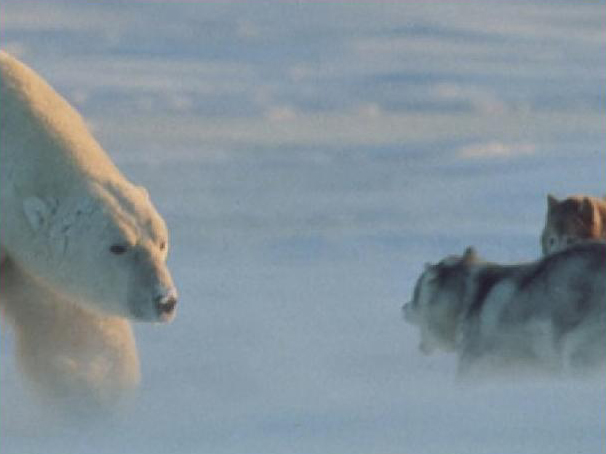 Polar Bear: I come in Peace